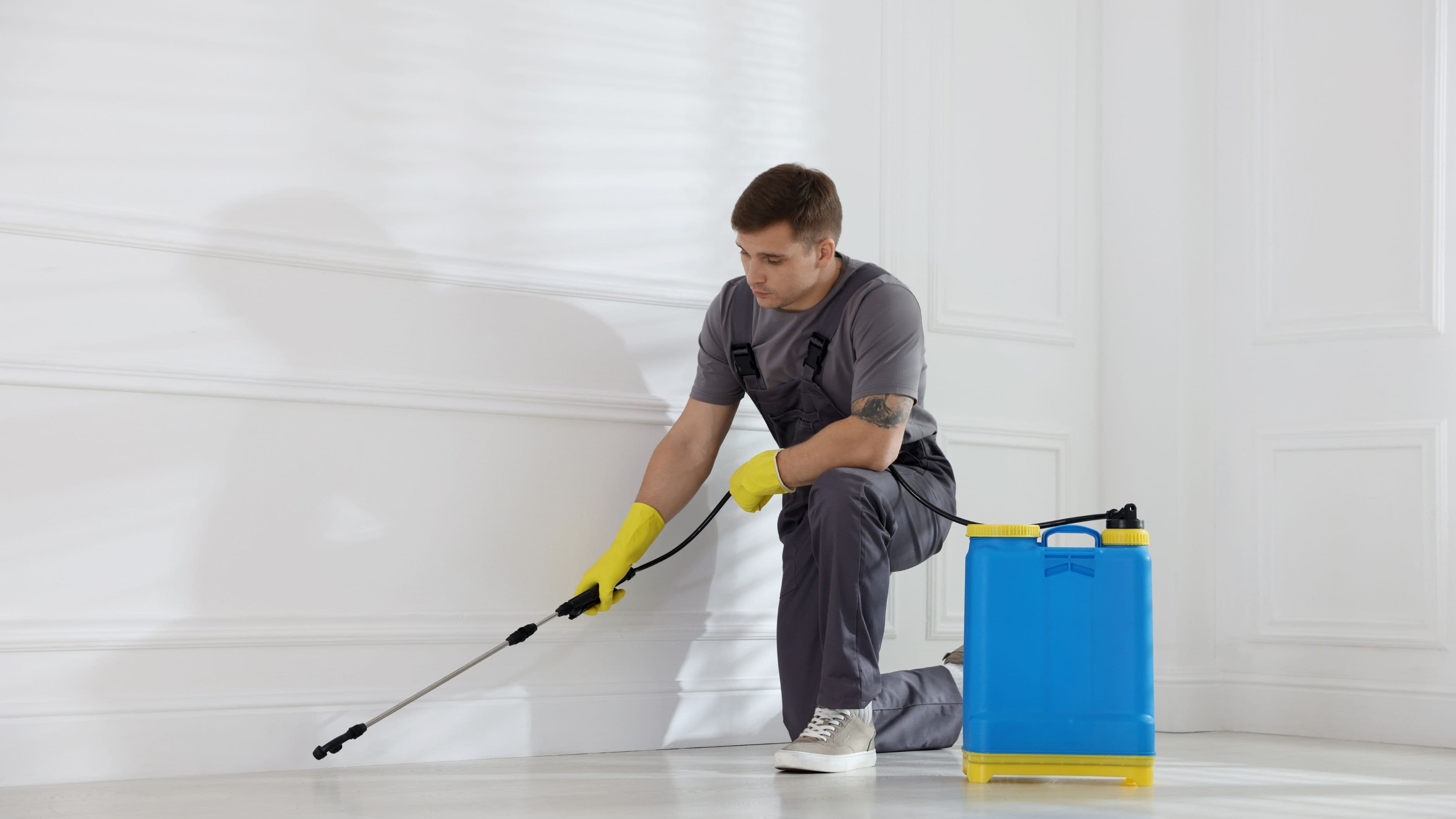 Top 10 Pest Control Tips You Can Do Without Hiring Anyone